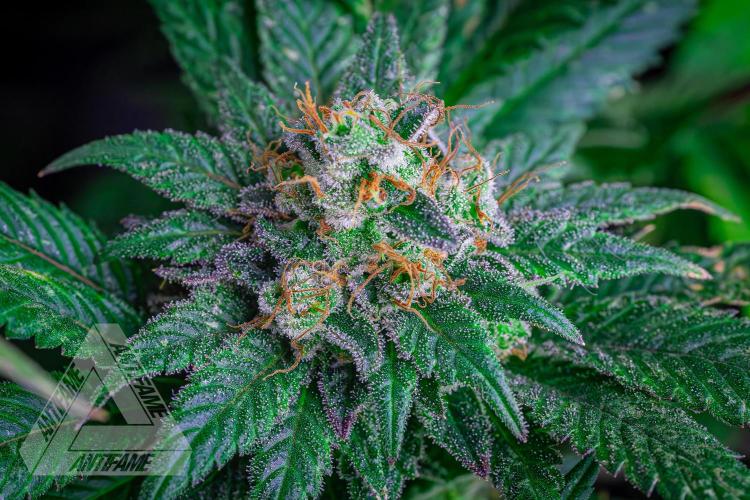 IZI SEEDS - Grandpa Zombie genetics femR. Week 17