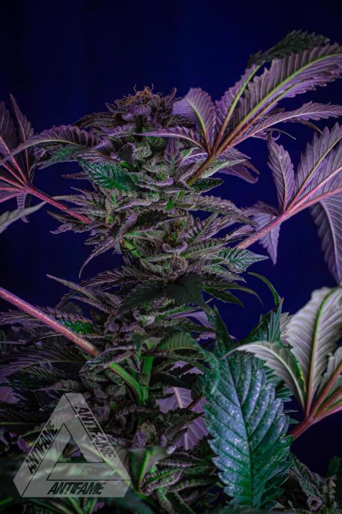 IZI SEEDS - Grandpa Zombie genetics femB. Week 17