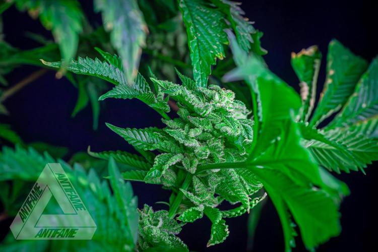 IZI SEEDS - Grandpa Zombie genetics femB. Week 17