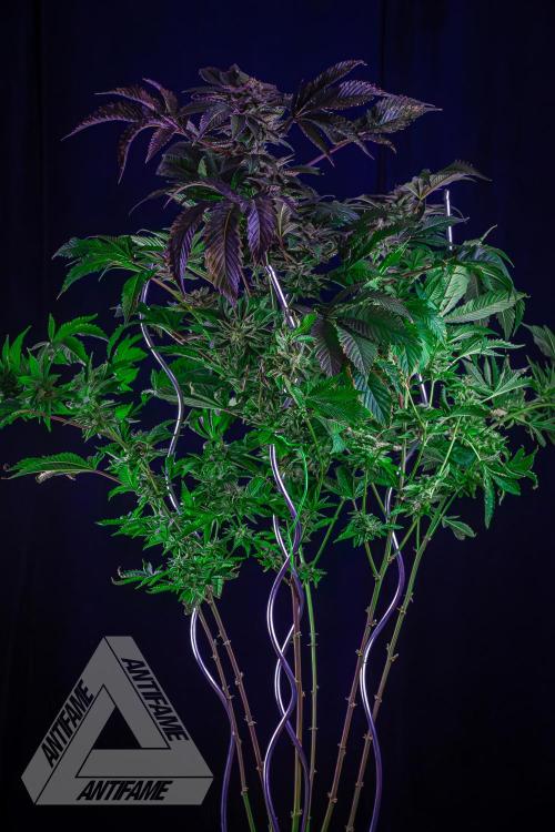 IZI SEEDS - Grandpa Zombie genetics femB. Week 17