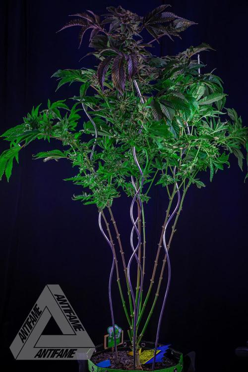 IZI SEEDS - Grandpa Zombie genetics femB. Week 17