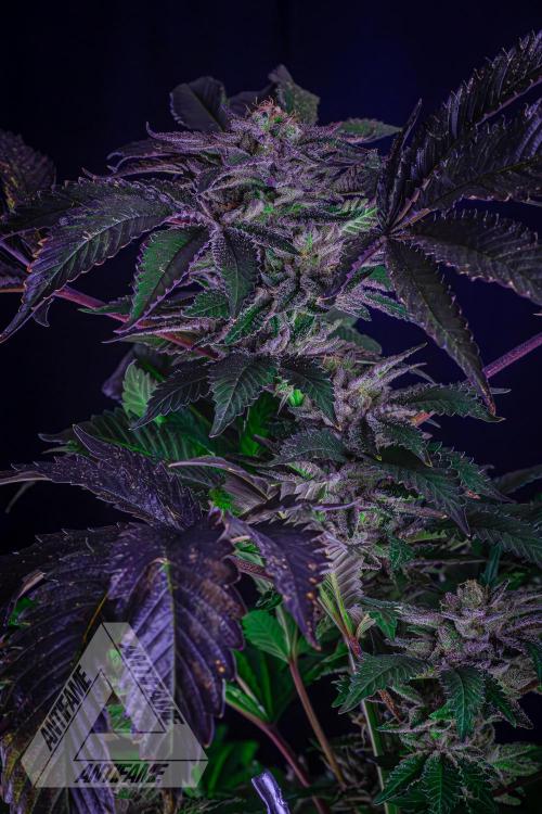 IZI SEEDS - Grandpa Zombie genetics femB. Week 17