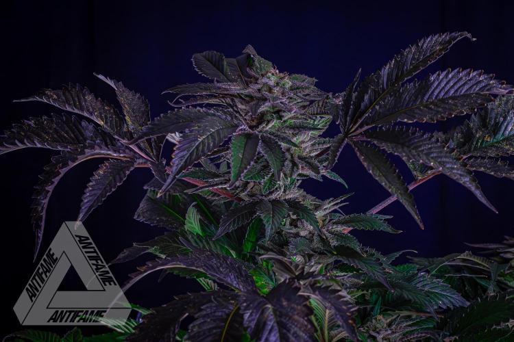 IZI SEEDS - Grandpa Zombie genetics femB. Week 17