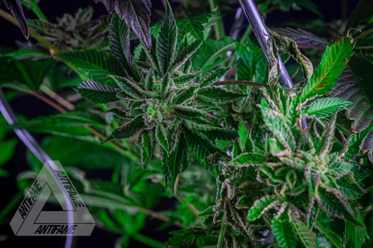 IZI SEEDS - Grandpa Zombie genetics femB. Week 17