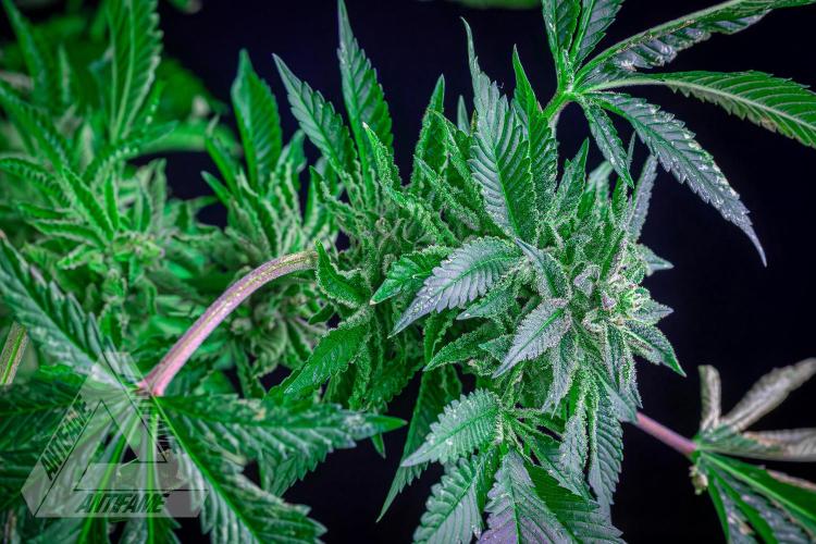 IZI SEEDS - Grandpa Zombie genetics femB. Week 17