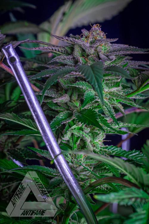 IZI SEEDS - Grandpa Zombie genetics femB. Week 17