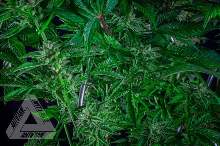Grandpa Zombie genetics. Week 17