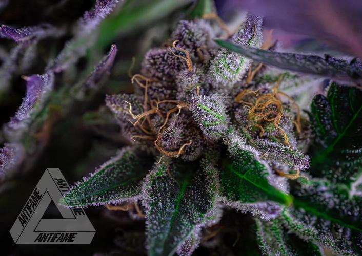 IZI SEEDS - Grandpa Zombie Genetics FemY. Week 17
