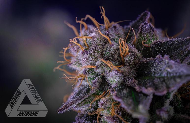 IZI SEEDS - Grandpa Zombie Genetics FemY. Week 17