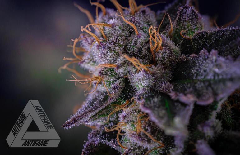 IZI SEEDS - Grandpa Zombie Genetics FemY. Week 17