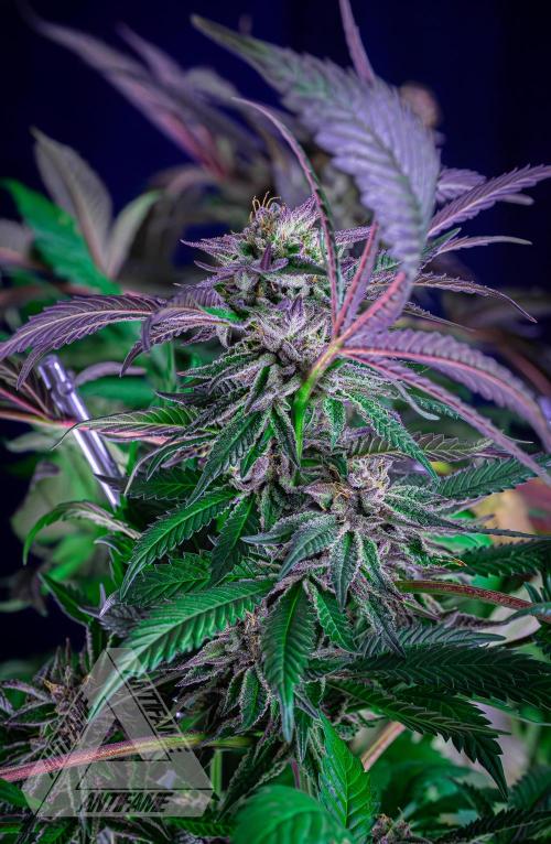 IZI SEEDS - Grandpa Zombie Genetics FemY. Week 17