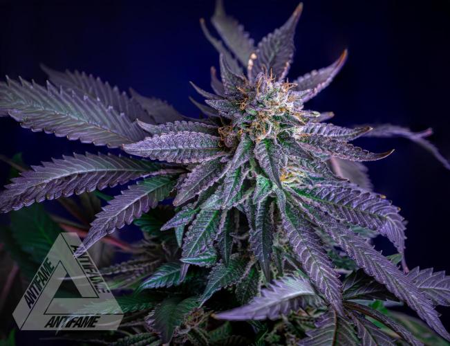 IZI SEEDS - Grandpa Zombie Genetics FemY. Week 17