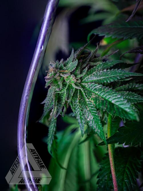 IZI SEEDS - Grandpa Zombie Genetics FemY. Week 17