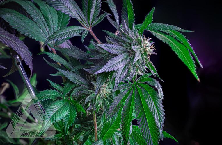 IZI SEEDS - Grandpa Zombie Genetics FemY. Week 17