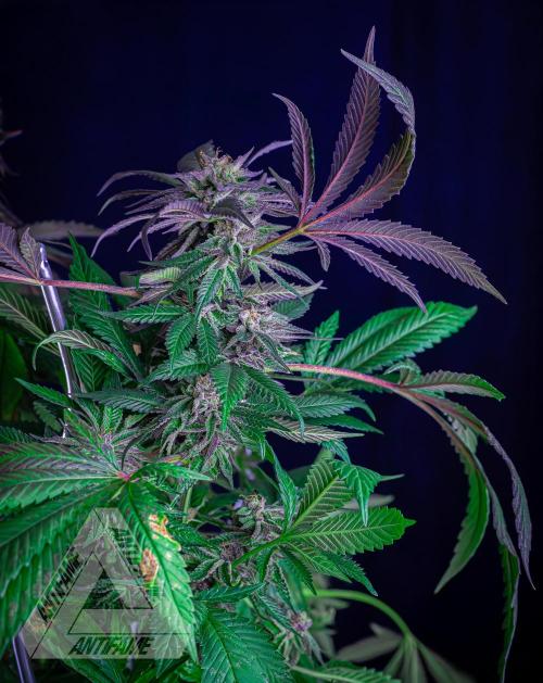 IZI SEEDS - Grandpa Zombie Genetics FemY. Week 17