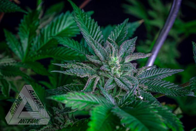 IZI SEEDS - Grandpa Zombie genetics femB. Week 17