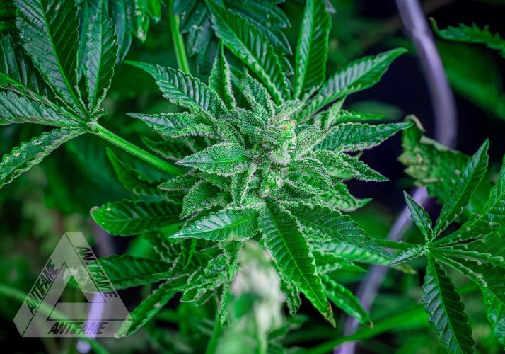 IZI SEEDS - Grandpa Zombie genetics femB. Week 17