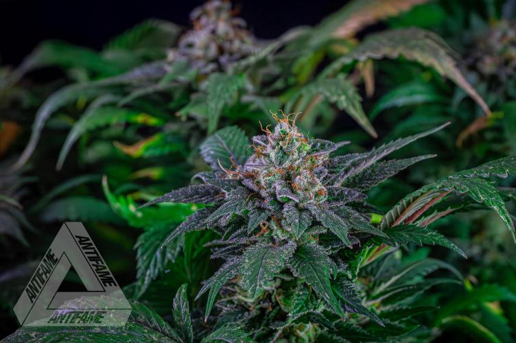 IZI SEEDS - Grandpa Zombie genetics femR. Week 17