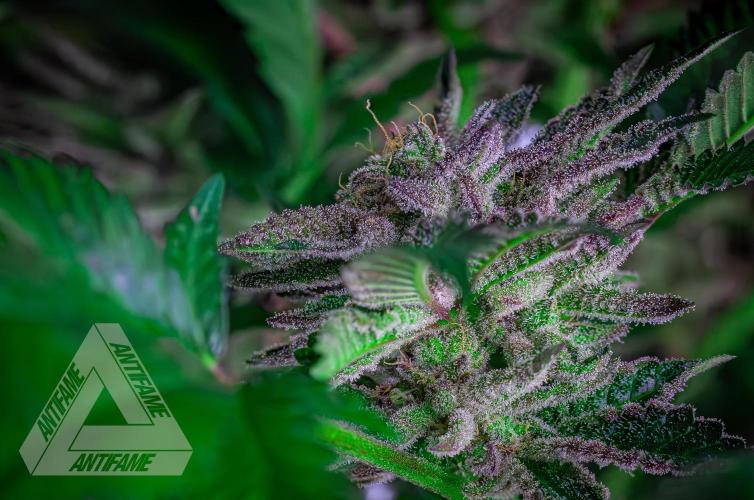 IZI SEEDS - Grandpa Zombie genetics femB. Week 17