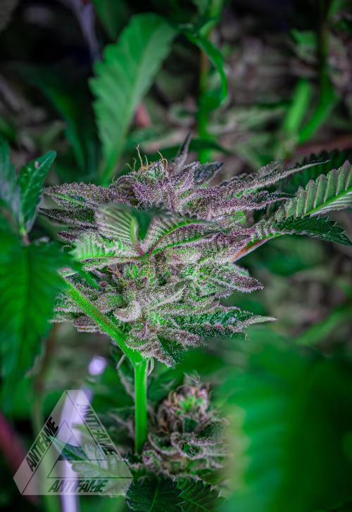 IZI SEEDS - Grandpa Zombie genetics femB. Week 17