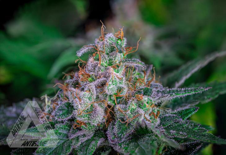 IZI SEEDS - Grandpa Zombie genetics femR. Week 17