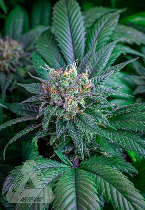 IZI SEEDS - Grandpa Zombie genetics femR. Week 17