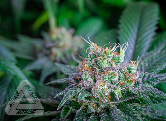 IZI SEEDS - Grandpa Zombie genetics femR. Week 17
