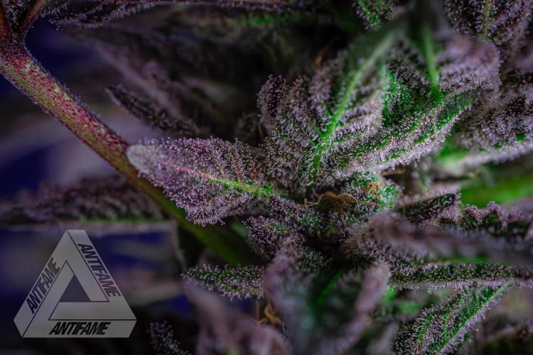 IZI SEEDS - Grandpa Zombie genetics femB. Week 17