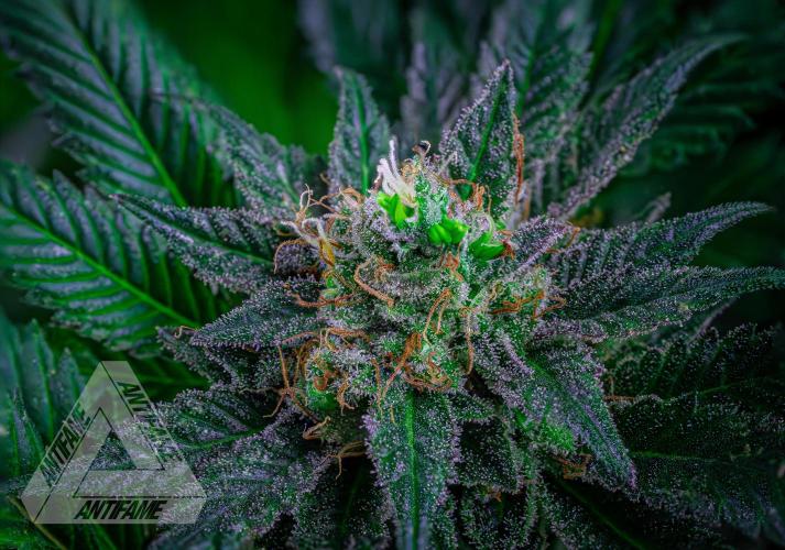IZI SEEDS - Grandpa Zombie genetics femR. Week 17