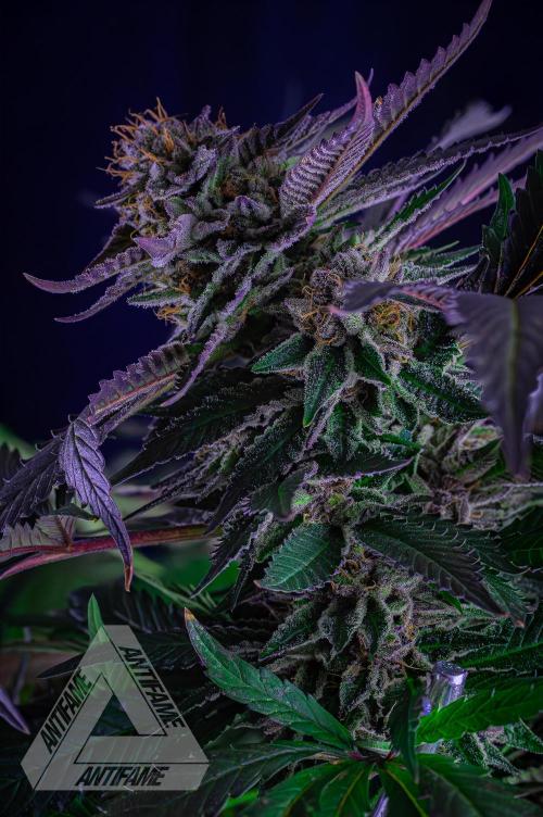 IZI SEEDS - Grandpa Zombie genetics femB. Week 17