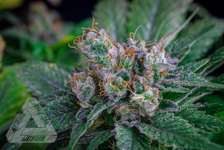 IZI SEEDS - Grandpa Zombie genetics femR. Week 17