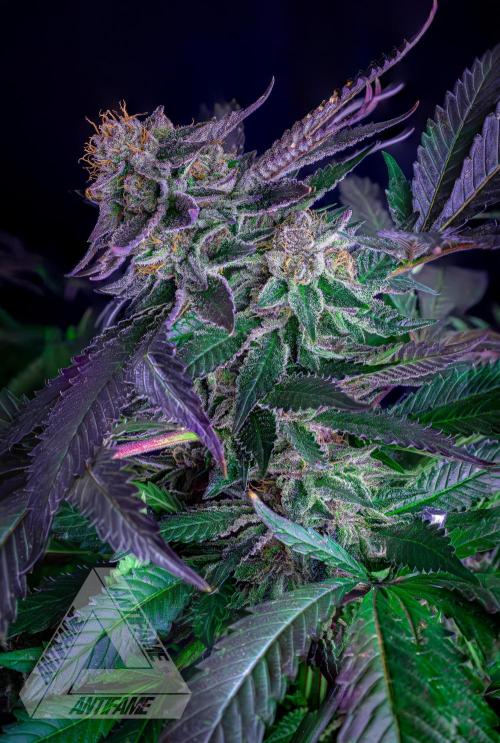 IZI SEEDS - Grandpa Zombie genetics femB. Week 17