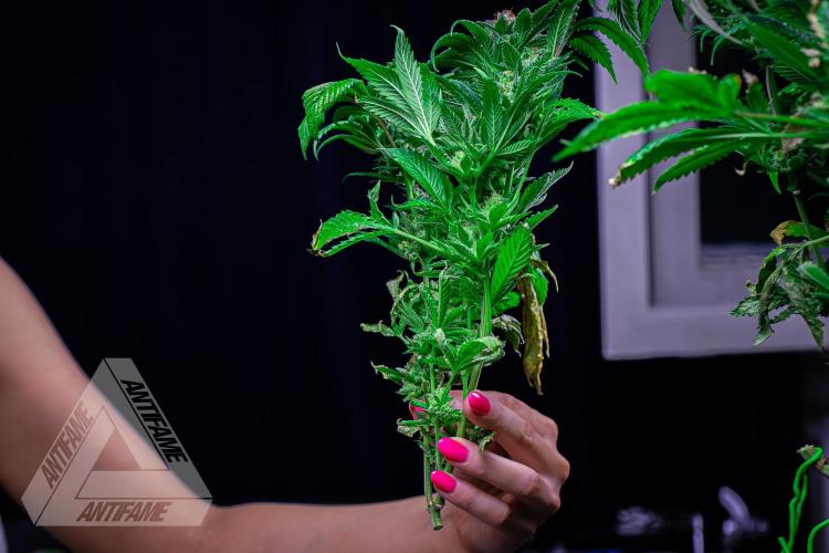 IZI SEEDS - Grandpa Zombie genetics femB. Week 18