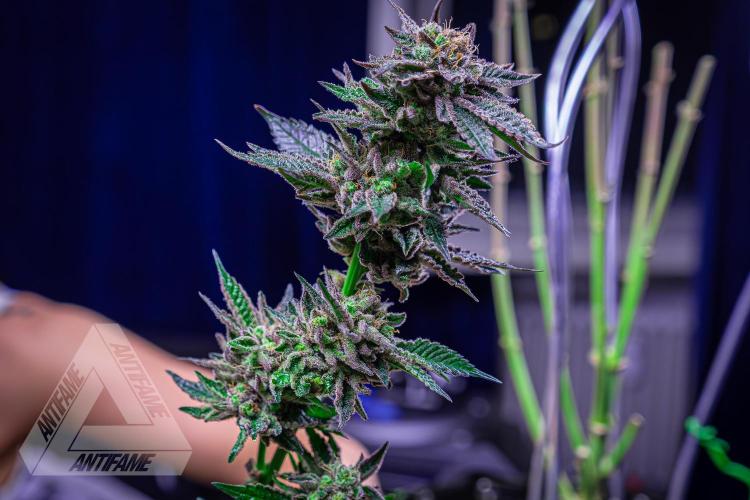 IZI SEEDS - Grandpa Zombie genetics femB. Week 18