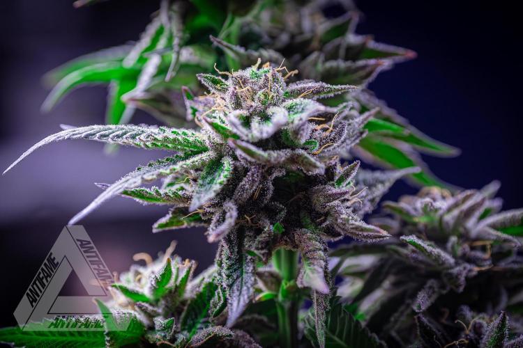 IZI SEEDS - Grandpa Zombie genetics femB. Week 18