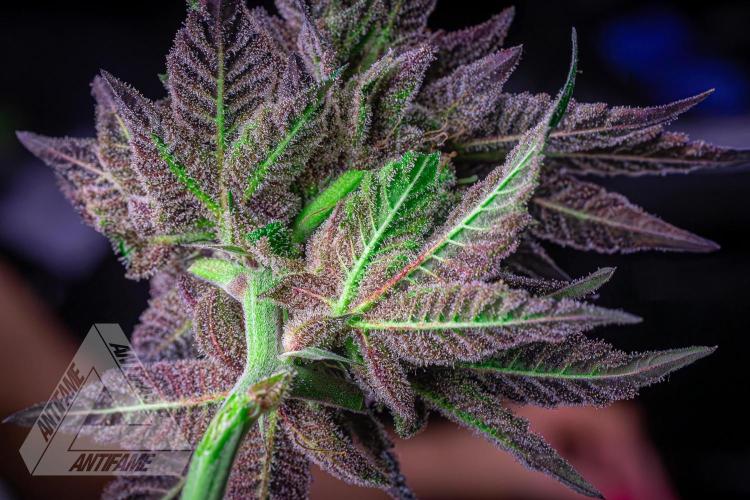 IZI SEEDS - Grandpa Zombie genetics femR. Week 18
