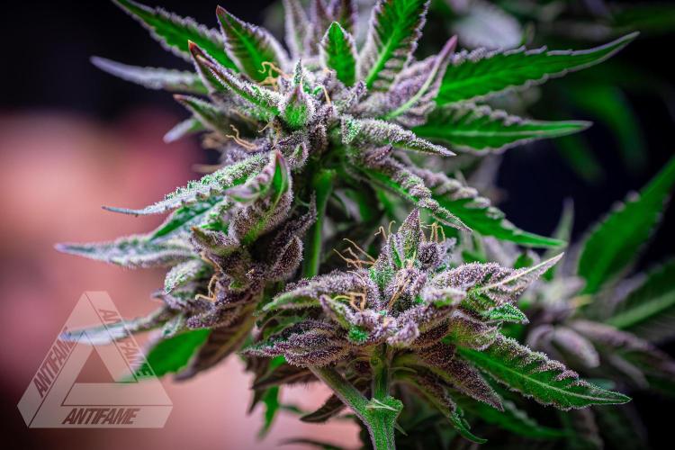 IZI SEEDS - Grandpa Zombie genetics femR. Week 18