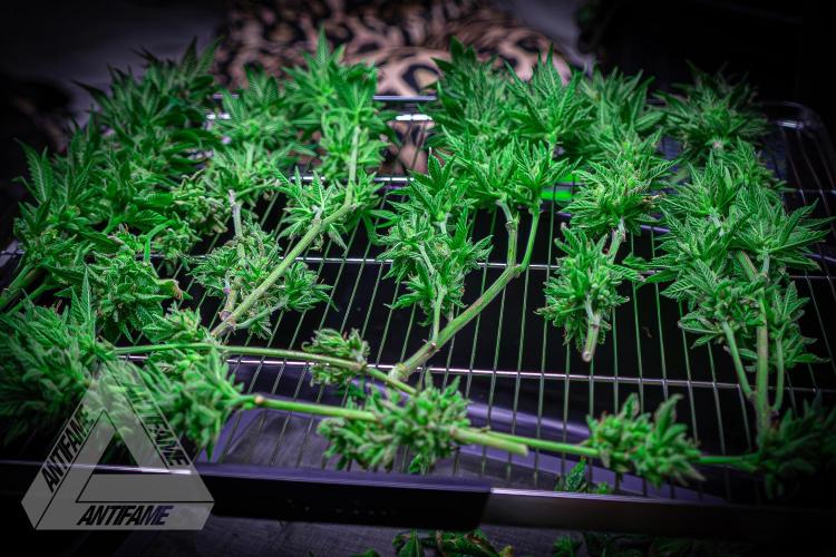 IZI SEEDS - Grandpa Zombie Genetics FemY. Week 18