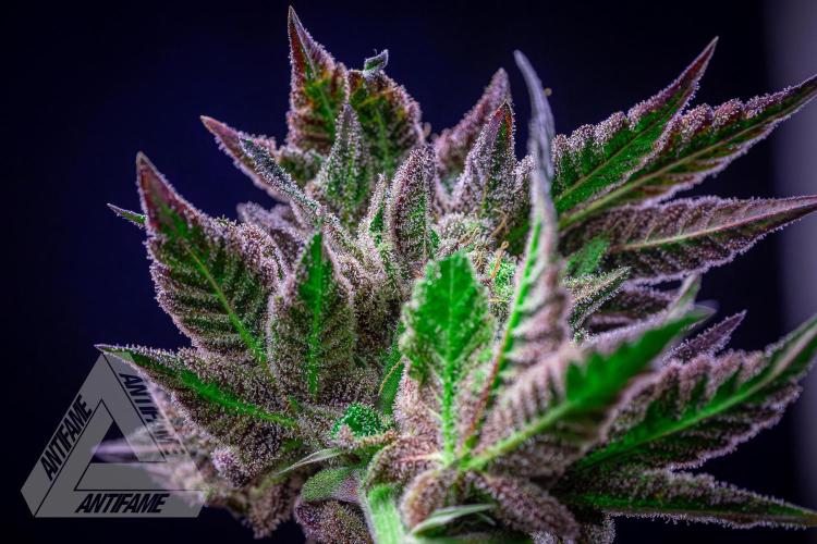IZI SEEDS - Grandpa Zombie Genetics FemY. Week 18