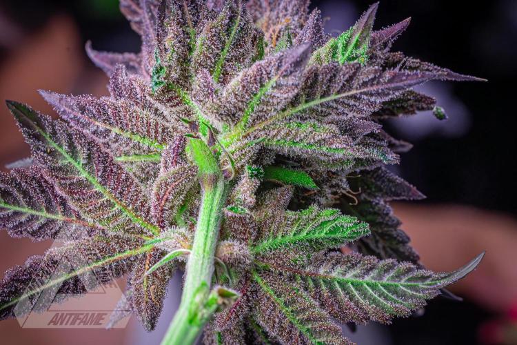 IZI SEEDS - Grandpa Zombie Genetics FemY. Week 18