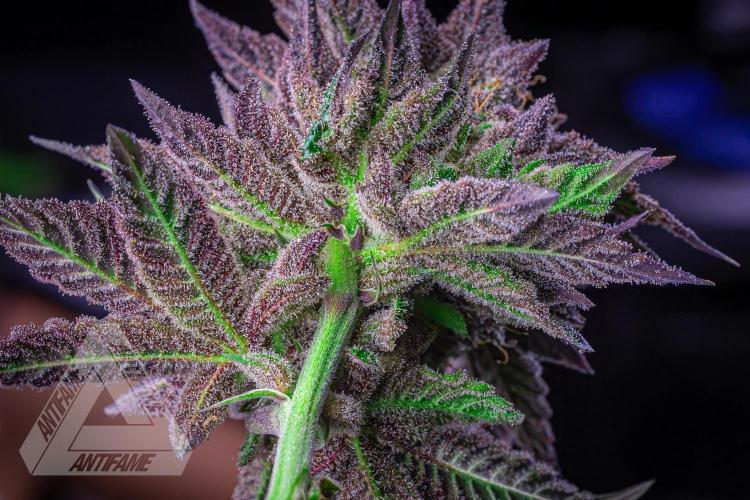 IZI SEEDS - Grandpa Zombie Genetics FemY. Week 18