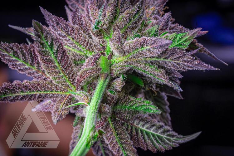 IZI SEEDS - Grandpa Zombie Genetics FemY. Week 18