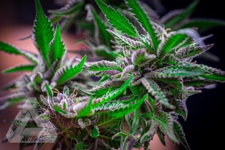 IZI SEEDS - Grandpa Zombie Genetics FemY. Week 18