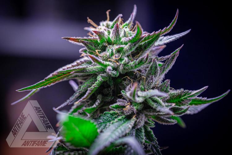 IZI SEEDS - Grandpa Zombie Genetics FemY. Week 18
