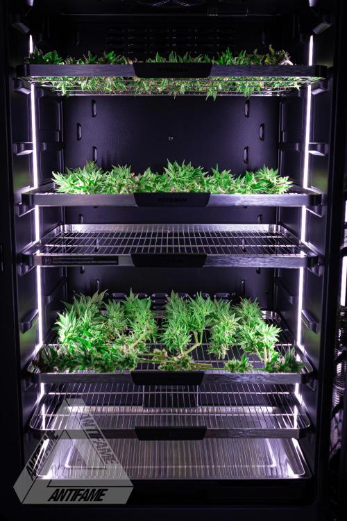 IZI SEEDS - Grandpa Zombie Genetics FemY. Week 18