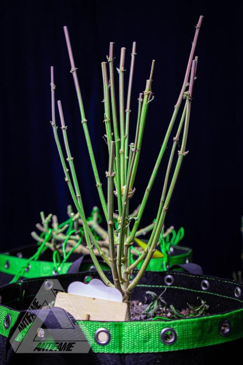 IZI SEEDS - Grandpa Zombie Genetics FemY. Week 18