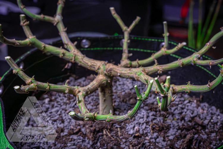 IZI SEEDS - Grandpa Zombie genetics femR. Week 18
