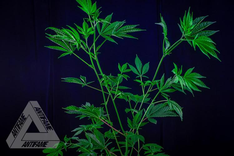 ZAMNESIA - Sticky Broccoli - EGC 2026 T. Week 9