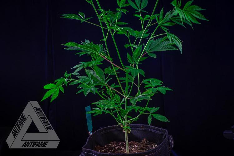 ZAMNESIA - Sticky Broccoli - EGC 2026 T. Week 9