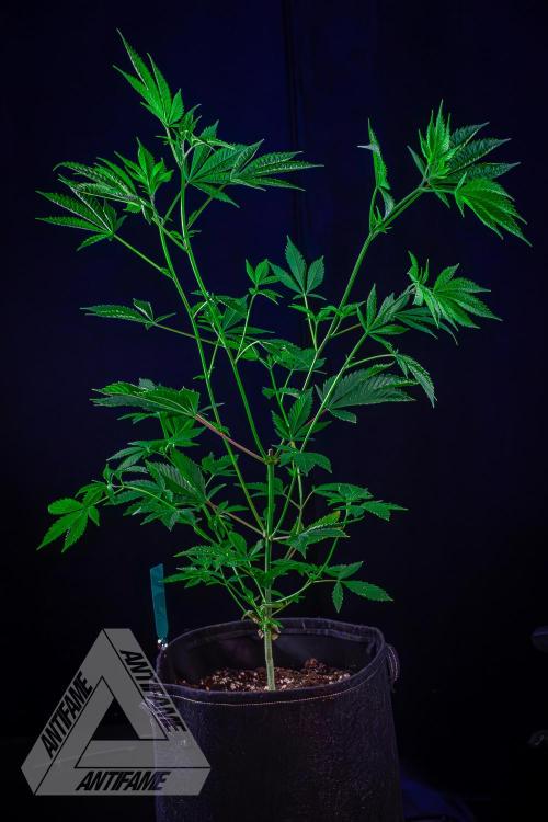 ZAMNESIA - Sticky Broccoli - EGC 2026 T. Week 9